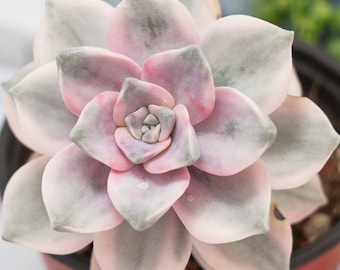 Graptoveria Purple Delight White Variegated - Succulent Plants - A Touch of Nature for Your Space