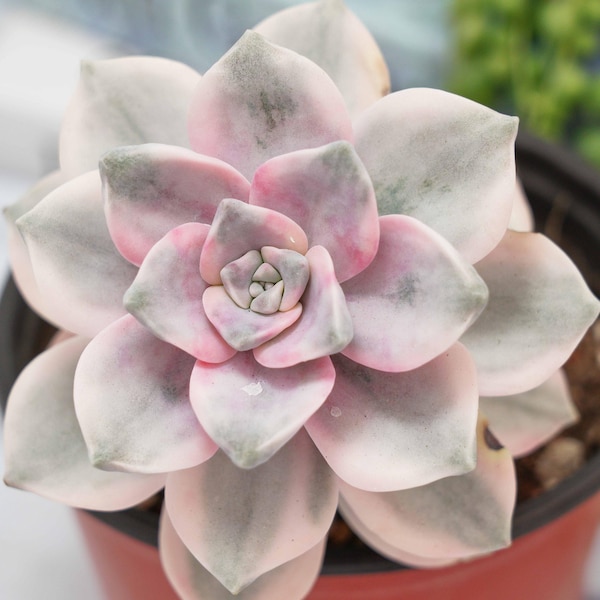 Graptoveria Purple Delight White Variegated - Succulent Plants - A Touch of Nature for Your Space
