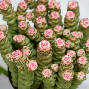 Op de afbeelding: Close-up van een vetplant met gestapelde, cilindrische groene stengels. Elke stengel is bekroond met een rozet van roze en wit, die op miniatuurrozen lijkt. De plant heeft een textuur en staat tegen een neutrale achtergrond.