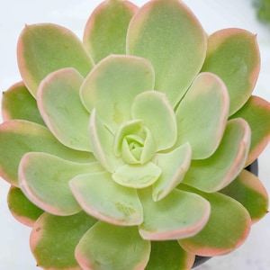 Echeveria Pink Bella Variegated - Plantas suculentas - Un toque de naturaleza para tu espacio