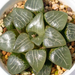 Haworthia bayeri moon shadow - Succulent Plants - A Touch of Nature for Your Space