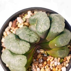 May include: A close-up of a green and white succulent plant with a unique, patterned texture. The plant is potted in a black pot with small, brown and white stones.