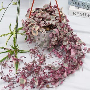 May include: A String of Hearts plant in a white hanging pot, with heart-shaped leaves in pink, green, and cream. Trailing vines cascade downwards, creating a textured display. The plant is suspended by a red hanger. The plant is a houseplant.