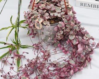 May include: A hanging String of Hearts plant in a white pot, featuring heart-shaped leaves with pink, green, and cream variegation. The trailing vines cascade downwards, creating a lush, textured display. The plant is suspended by a red hanger.