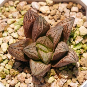 Haworthia White Snake - Succulent Plants - A Touch of Nature for Your Space