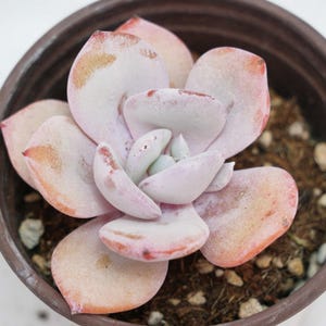 Echeveria milk tea - Etsy 日本 Echeveria milk tea - Etsy 日本