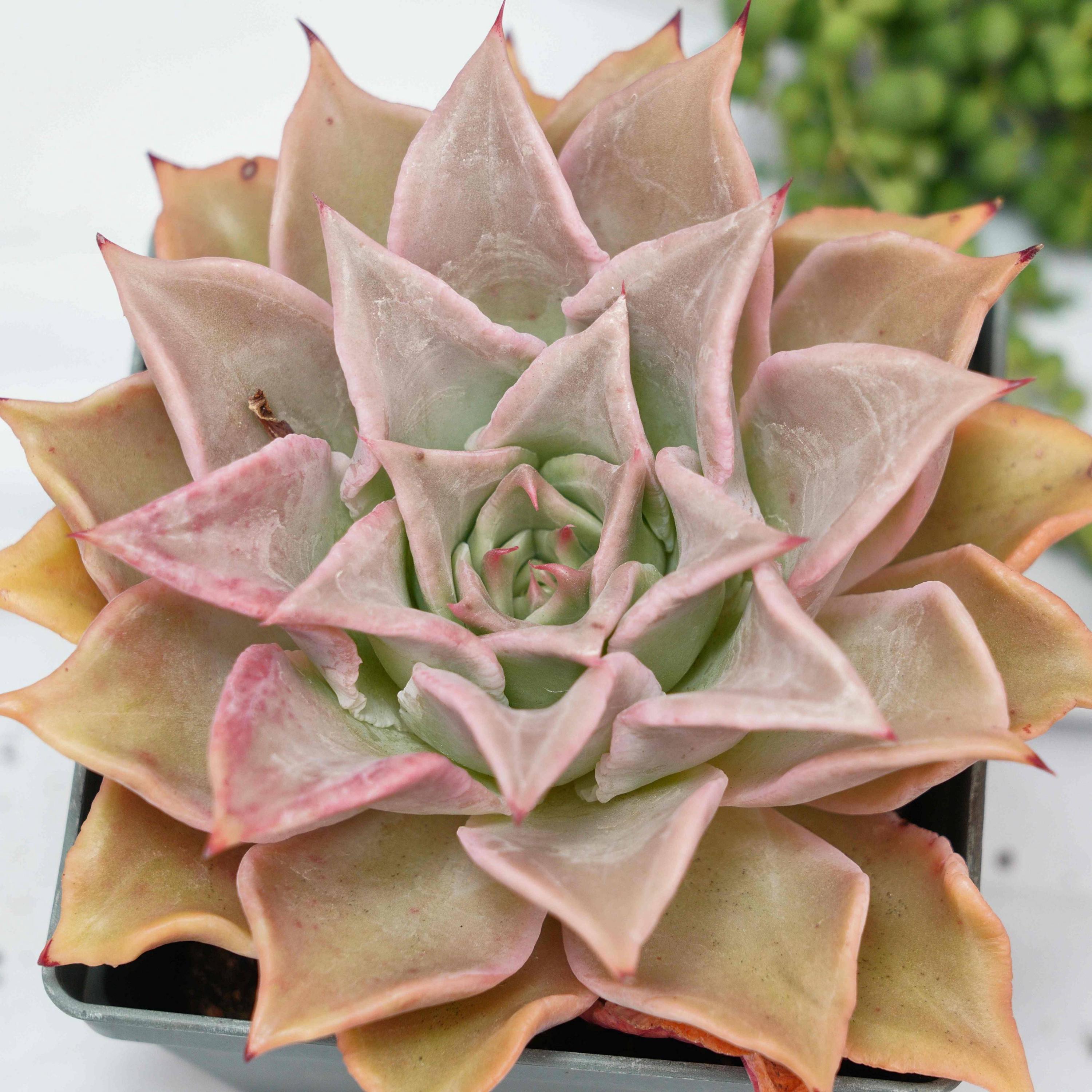 Echeveria madiba - Etsy 日本
