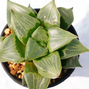 Haworthia Ura Hannya - Succulent Plants - A Touch of Nature for Your Space