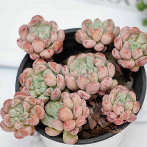 Echeveria Red Egg  - Succulent Plants - A Touch of Nature for Your Space