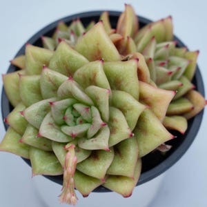 Sedeveria rosa verde - Plantas suculentas - Un toque de naturaleza para tu espacio