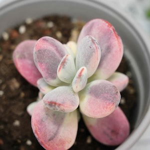 Cotyledon Orbiculata Variegated - Succulent Plants - A Touch of Nature for Your Space