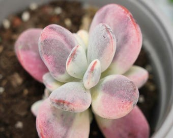 Cotyledon Orbiculata Variegated - Succulent Plants - A Touch of Nature for Your Space