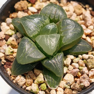 Haworthia Pink Sweetheart - Plantas suculentas: un toque de naturaleza para tu espacio