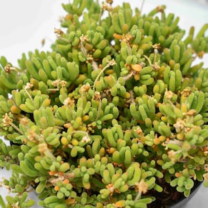 May include: A close-up of a succulent plant with bright green, finger-like leaves. The plant has small, dried flowers and orange tips, creating a textured appearance. The plant is in a black pot, showcasing a natural, organic theme.