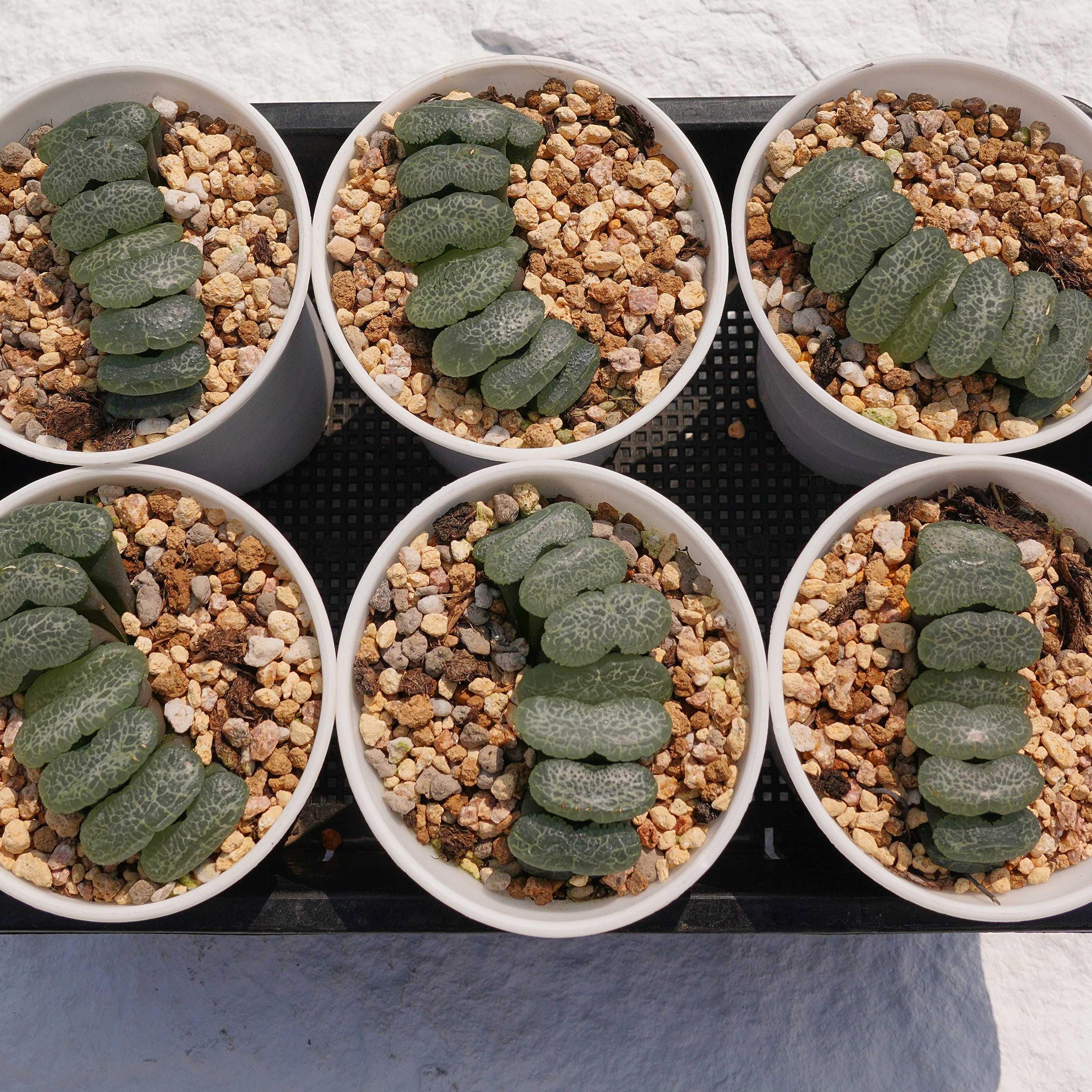 あお　カクタス　スケルトン　パーチ　中太No.139、159、160 Haworthia Truncata Ultimate Blue - Succulent Plants - A Touch of