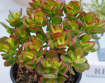 Crassula ovata Minima - Succulent Plants - A Touch of Nature for Your Space