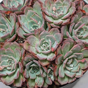 Echeveria laulensis - Etsy 日本