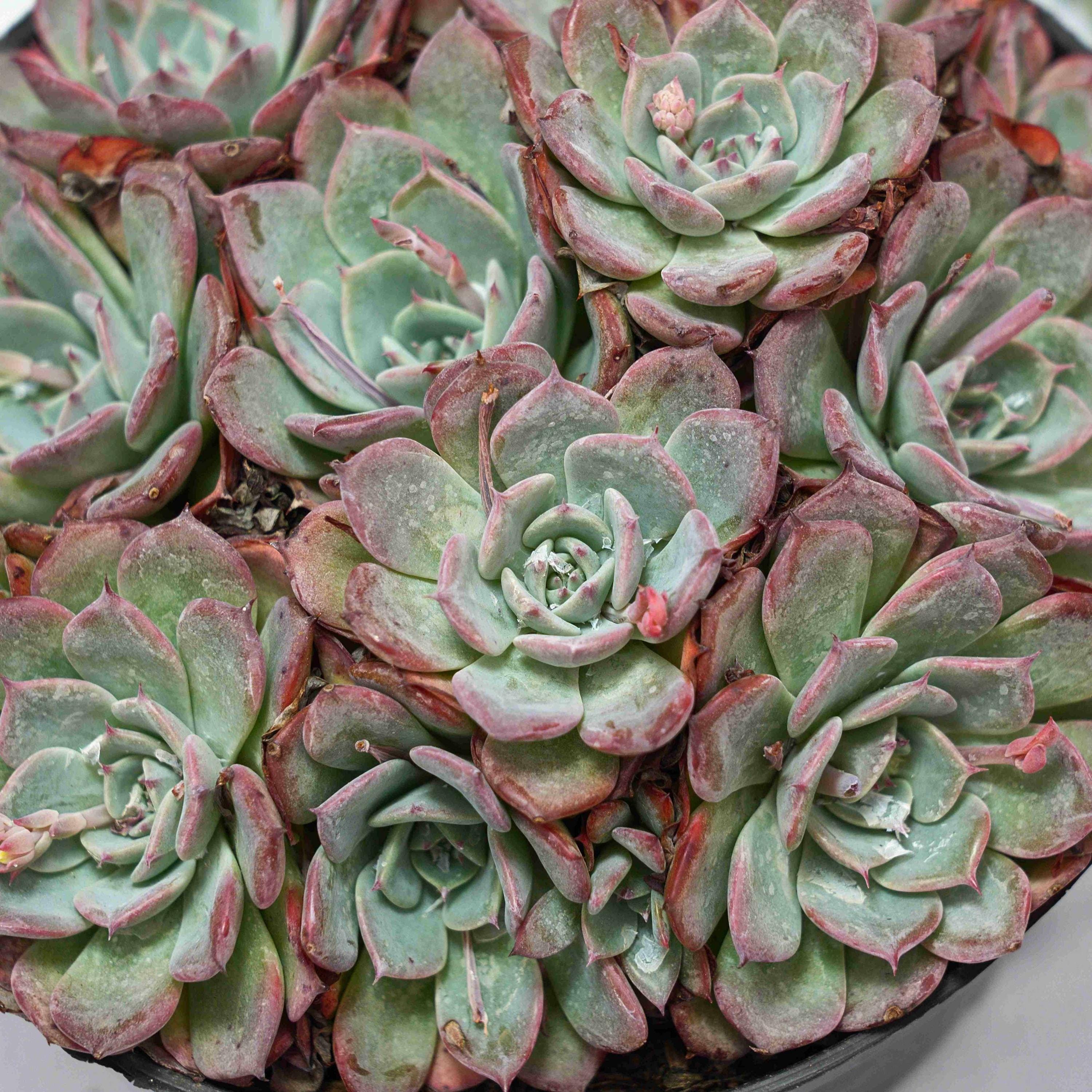 Echeveria laulensis - Etsy 日本