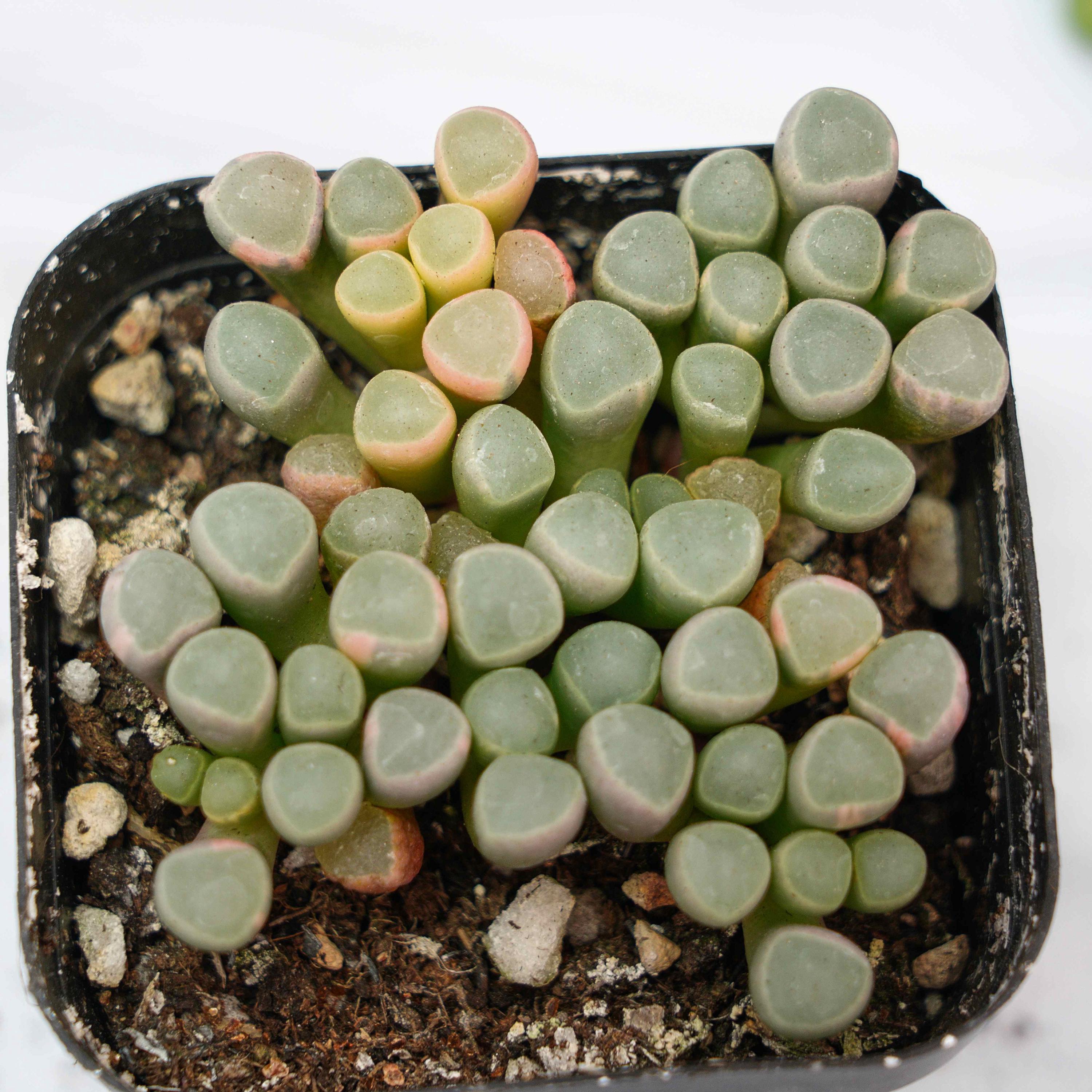Aurantiaca - Etsy 日本