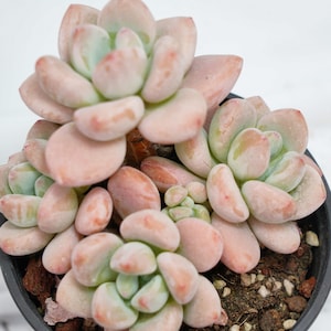 Graptosedum Miul - Plantas suculentas - Un toque de naturaleza para tu espacio