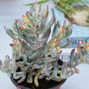 Cotyledon Orbiculata Long Leaf Variegated - Succulent Plants - A Touch of Nature for Your Space