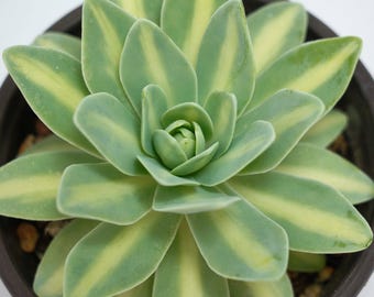 Echeveria Phoenix - Suckulenta växter - En touch av naturen för ditt utrymme