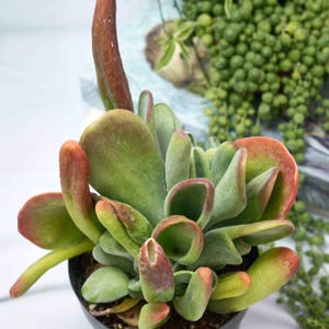 May include: Close-up of a succulent plant with thick, green leaves edged in red. The plant is in a black pot and has a tall, brown stem. A string of green, bead-like plants hangs in the background.