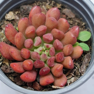 Echeveria Lantern Pink Rubby - Plantas suculentas - Un toque de naturaleza para tu espacio