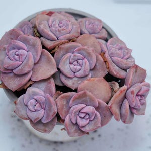 May include: A close-up of a group of succulent plants in a pot. The plants are a pale pink colour and have a rosette shape.