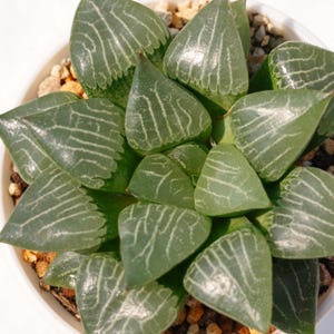 Haworthia Correcta Shuiying - Succulent Plants - A Touch of Nature for Your Space
