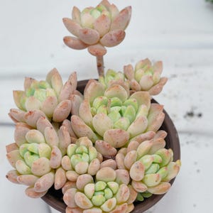 Echeveria Small Peach Red - Succulent Plants - A Touch of Nature for Your Space