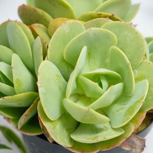 Puede incluir: Primer plano de una planta suculenta con hojas gruesas de color verde pálido. Las hojas tienen forma redondeada y están dispuestas en forma de roseta. Los bordes de algunas hojas tienen un tono rojizo. La planta está en una maceta negra.