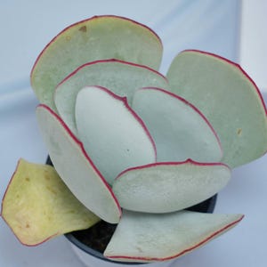 Cotyledon orbiculata Hakubi - Succulent Plants - A Touch of Nature for Your Space