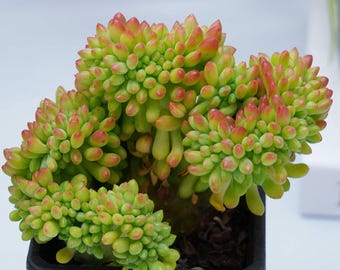 Sedum Alice Evans Crested - Succulent Plants - A Touch of Nature for Your Space