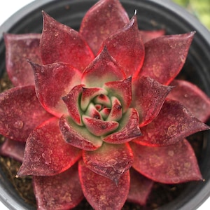 May include: Close-up of a succulent plant in a black pot. The plant has deep red leaves with a textured surface and pointed tips. The centre of the plant has a lighter green hue.