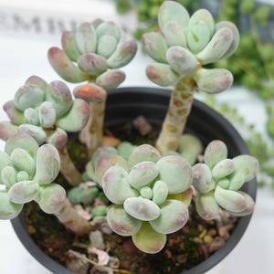 Pachyphytum Apple - Succulent Plants - A Touch of Nature for Your Space
