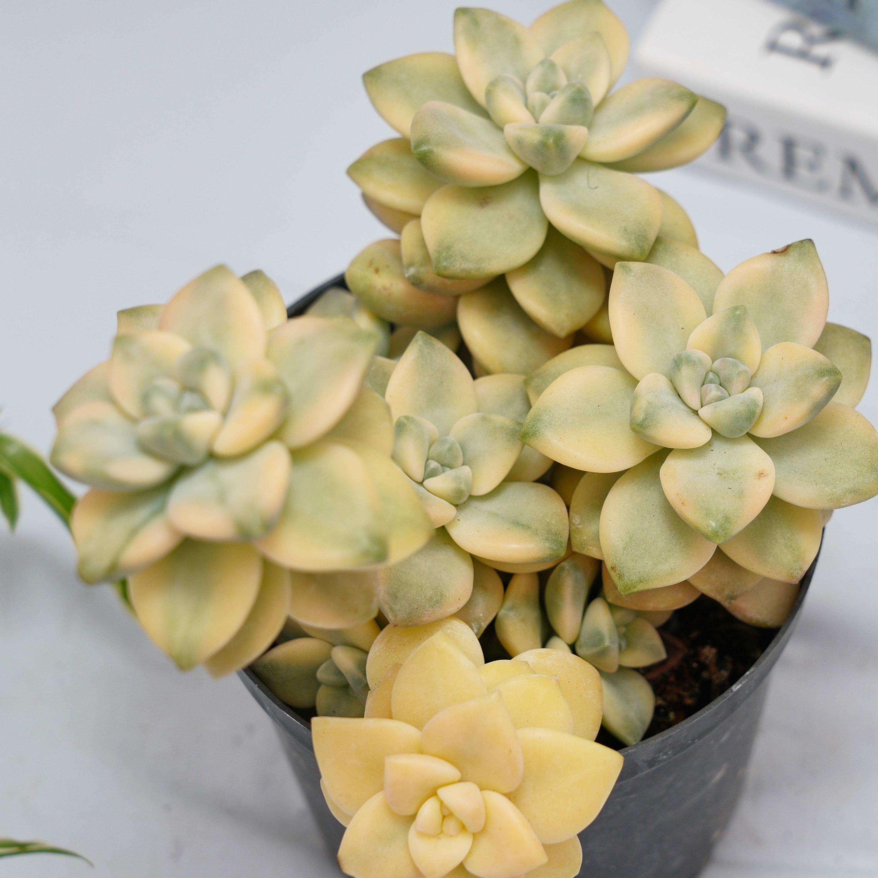Graptoveria Paraguayense Bernalense Variegated - Succulent Plants