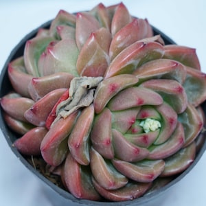 Echeveria Q Orange - Succulent Plants - A Touch of Nature for Your Space