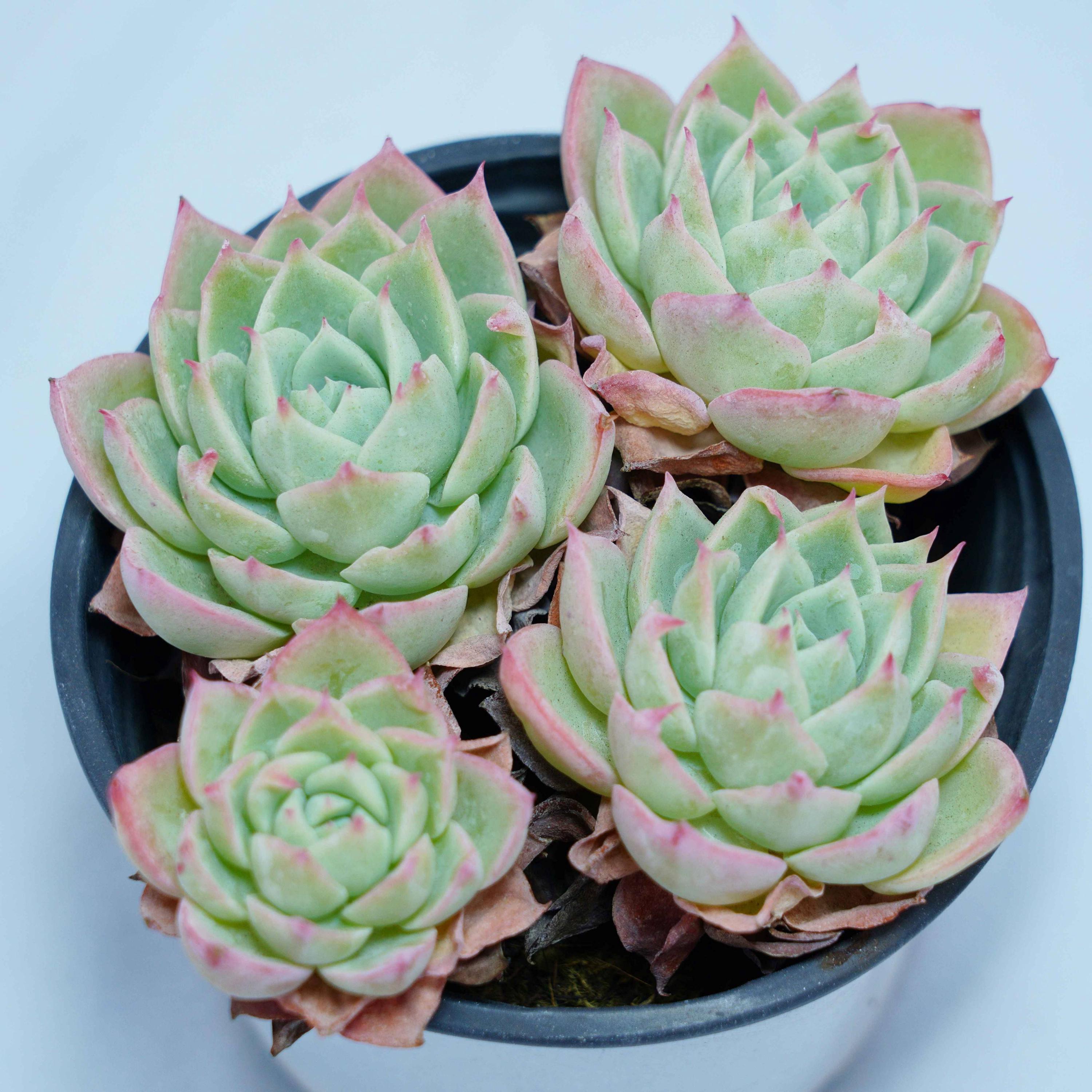 Echeveria Pansy - Etsy