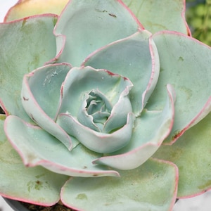 May include: Close-up of a succulent plant with thick, pale green leaves. The leaves have a subtle pinkish-red edge, creating a delicate contrast. The plant's center is tightly curled, showcasing its intricate structure. The overall appearance is fresh and vibrant.