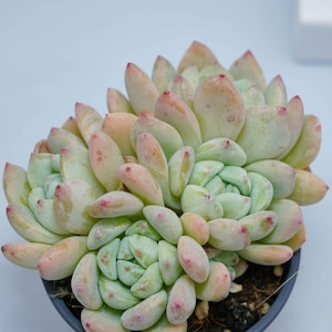 Echeveria Angel&#39;s - Succulent Plants - A Touch of Nature for Your Space