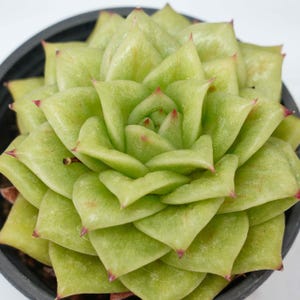 Sedeveria rosa verde - Plantas suculentas - Un toque de naturaleza para tu espacio