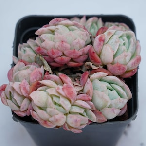 以下が含まれることがあります： 黒いプラスチック製の鉢に入っている多肉植物のグループのクローズアップ。植物はピンクの縁のある緑の葉を持ち、ロゼットの形に配置されています。