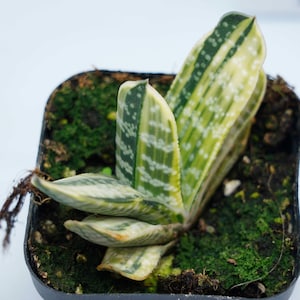 May include: A small potted succulent plant with green and white striped leaves. The plant is growing in a black plastic pot with moss around the base.