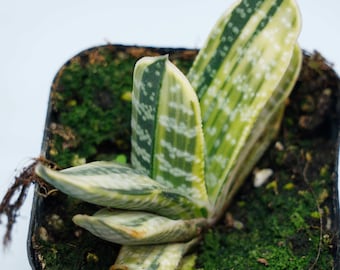 Gasteria Gracilis - Vetplanten - Een vleugje natuur voor in de ruimte