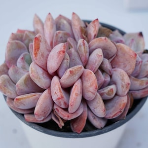 Echeveria orange monroe Crested - Succulent Plants - A Touch of Nature for Your Space