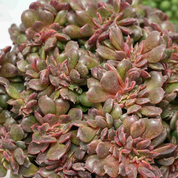 large zz plant for sale Large ZZ Plant