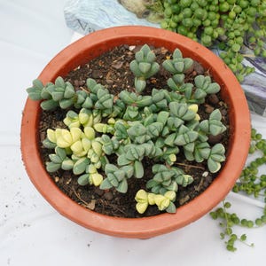 Corpuscularia Lehmannii Variegated - Plantes succulentes - Une touche de nature pour votre espace