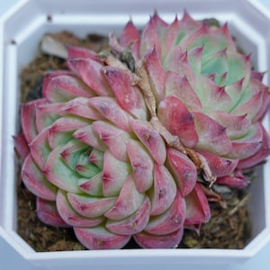 Echeveria Pink Crystal - Plantas suculentas - Un toque de naturaleza para tu espacio