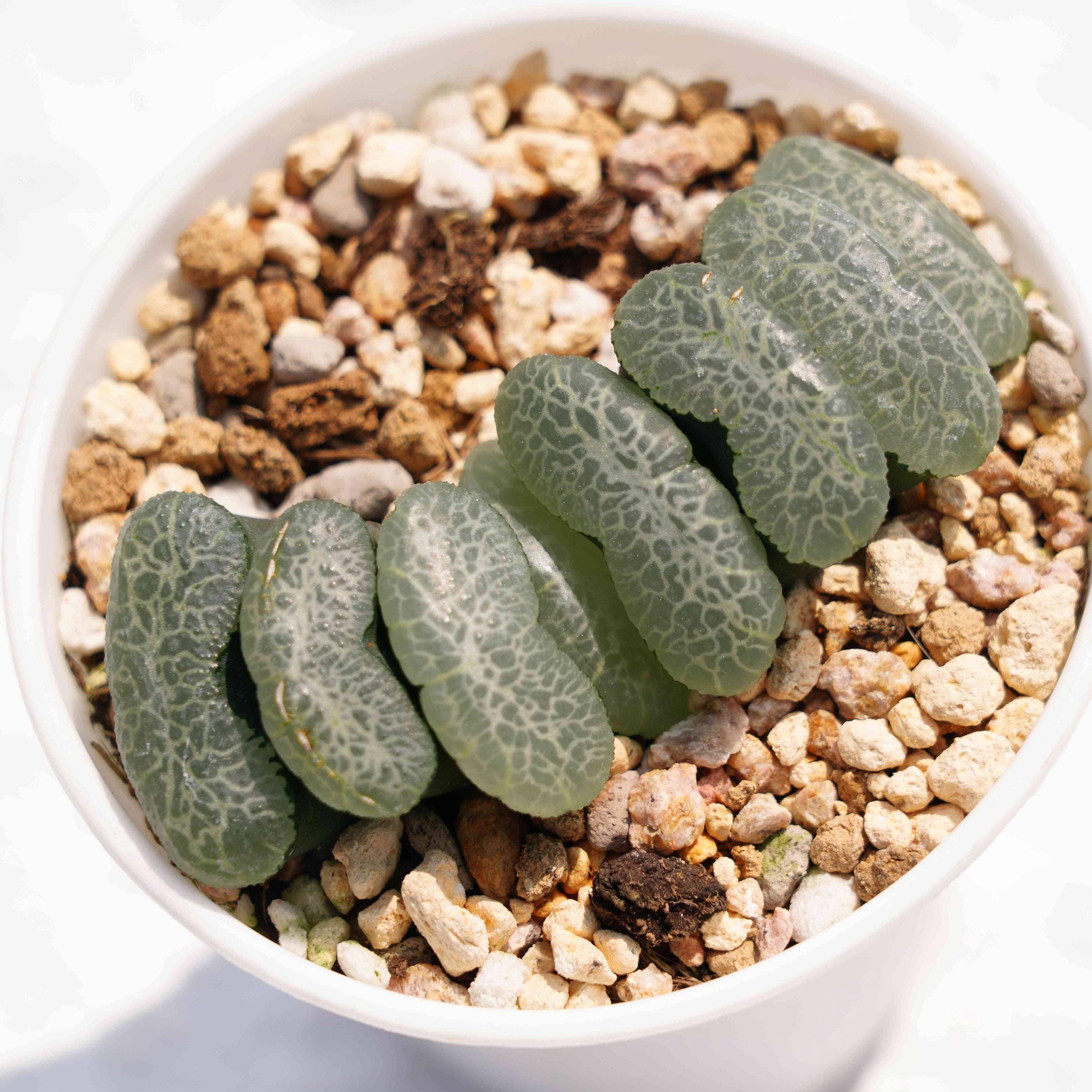 Haworthia Truncata Ultimate Blue - Succulent Plants - A Touch of